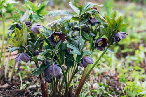 Preview: helleborus orientalis in purple macro