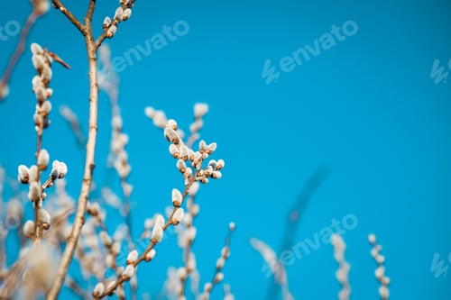 Preview: Willow catkins in spring.