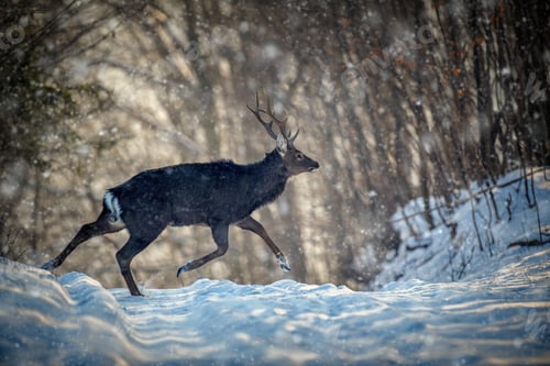 Preview: Roe deer run in the winter forest. Animal in natural habitat