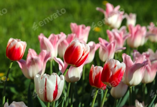 Preview: Beautiful red, pink and white tulips lit by the sun