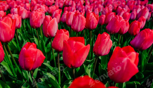 Preview: Flower field with colorful tulips. Keukenhof Park. Holland