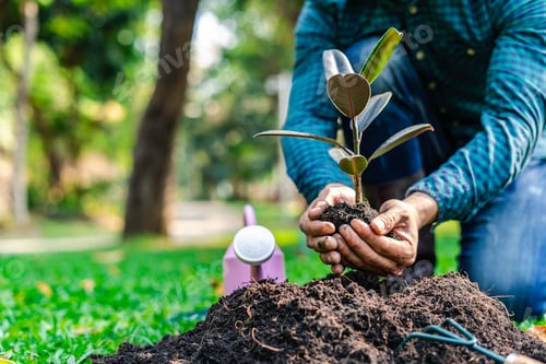 Preview: World environment day reforesting, nature and ecology concept. The hands of the young man were plant