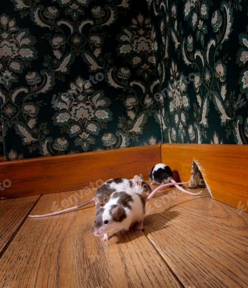 Preview: Spotted Mice Exploring Hole in Baseboard