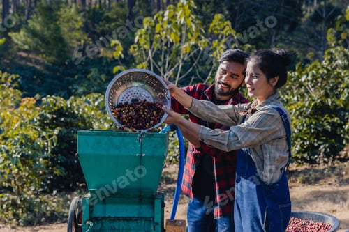 Preview: Worker in Wet process for ripe coffee wash in pulping machine.