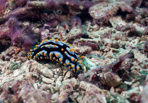 Preview: Indonesia, Bali, Nusa Lembongan, Swollen Phyllidia, Phyllidia varicosa