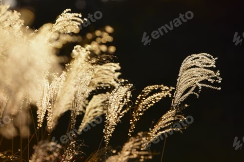 Preview: The seeds and downy plumes on tall grasses