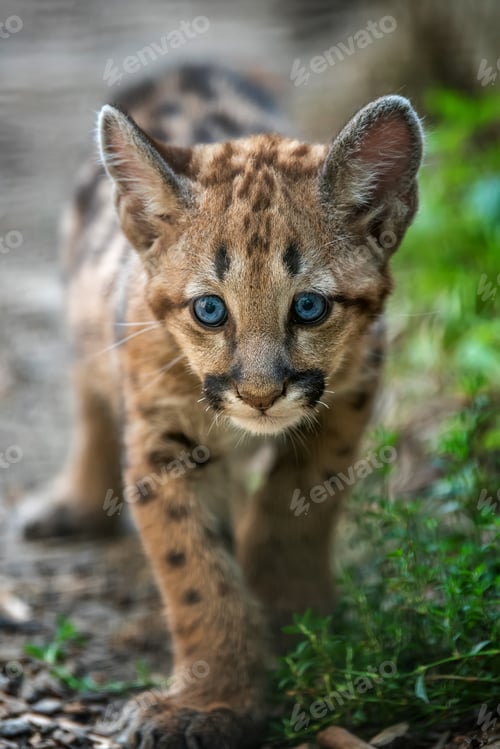 Vista previa: Baby cougar, mountain lion or puma