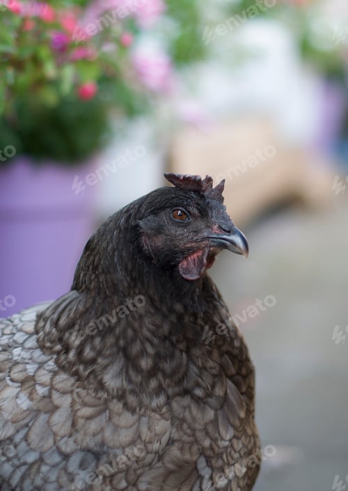 Preview: Portrait of a domestic gray Bleu de Lande breed hen roaming freely on the grass in the garden and