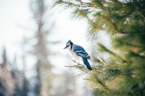 Preview: Cute little blue jay bird perched on a pine tree branch