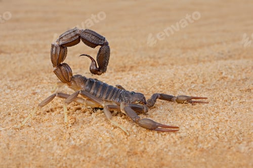 Preview: Granulated thick-tailed scorpion (Parabuthus granulatus), Kalahari desert, South Africa