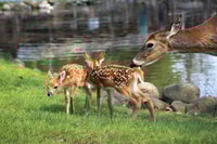 Preview: Twin fawns in the grass near a pond with doe leaning into the photo licking one of them.