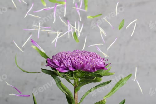 Preview: Purple Chrysanthemum Flowers