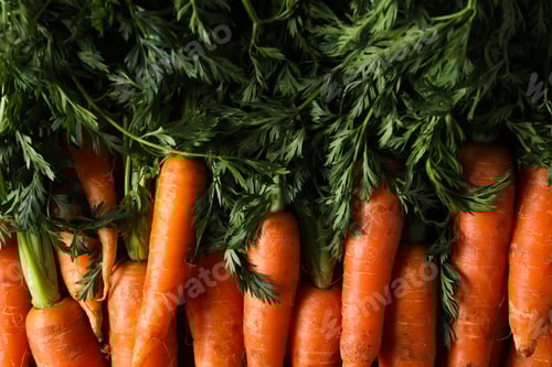 Preview: Fresh carrot on whole background, concept of harvest