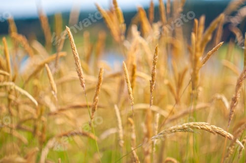 Preview: Beautiful summer background with yellow grass.
