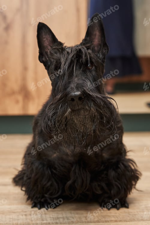 Preview: Black scottish terrier looking up. beautiful portrait of a cheerful scottish terrier puppy