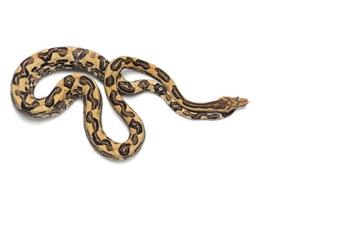 Preview: The viper boa isolated on white background