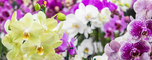 Preview: Closeup shot of colorful orchids in the garden
