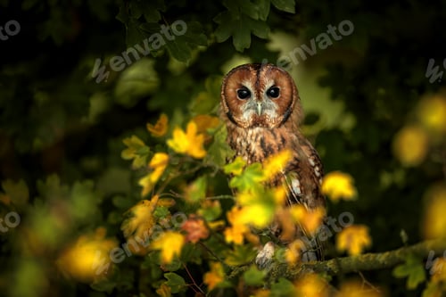 Preview: the owl is sitting in a tree surrounded by yellow flowers
