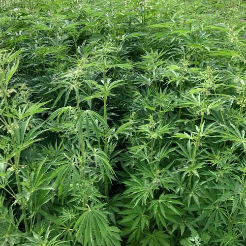 Preview: Field with wild cannabis