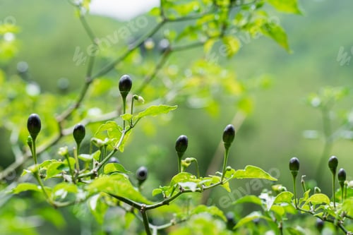 Preview: Colombian wild chili (aji chirca), usually grows in wild places in the form of a bush