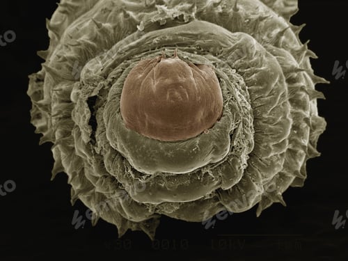 Preview: Coloured SEM of larva of human botfly (Hematobia Irritans)