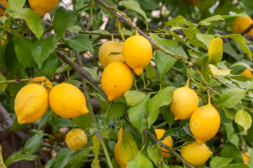 Preview: Yellow lemons on lemon tree