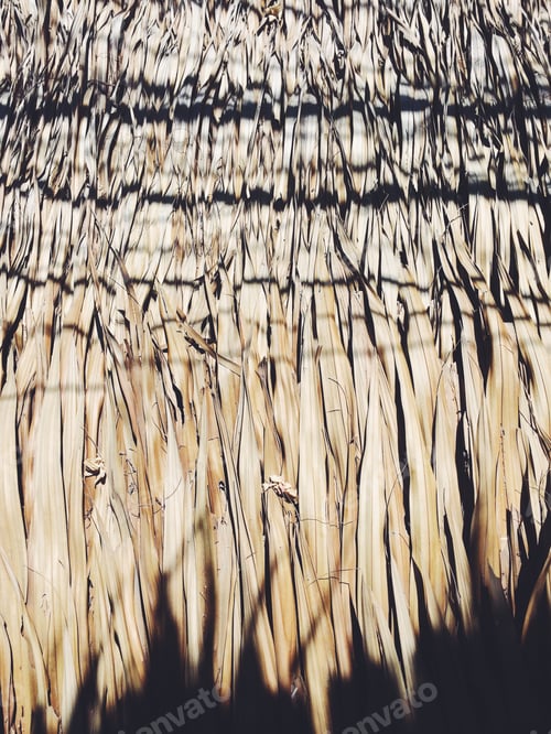 Preview: Palm roof