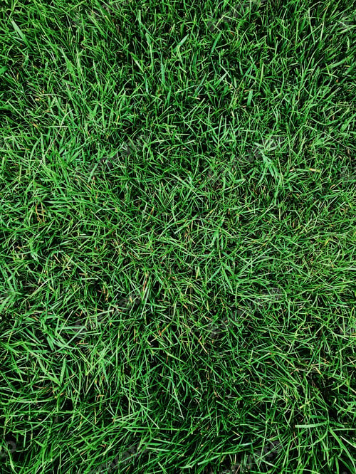 Preview: Green