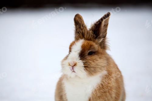 Preview: Rabbit in wintertime