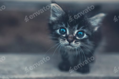 Preview: One little kitten outdoors