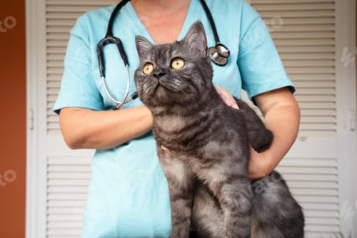 Preview: Woman veterinarian doctor holds sick cat close-up. Diagnostics of pets health in veterinary clinic