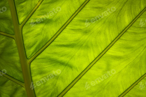 Preview: Green leave backlit by the sun