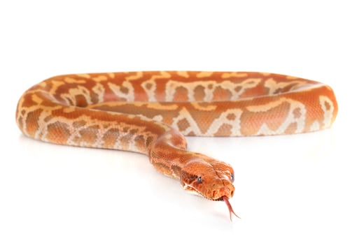 Preview: Python brongersmai in studio