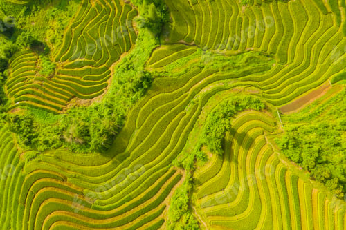 Preview: Paddy rice terraces, green agricultural fields in countryside of mountain hills valley, Vietnam.