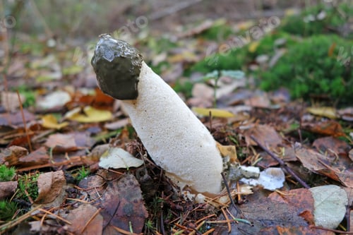 Preview: close up of a common stinkhorn (Phallus impudicus) growing in forest
