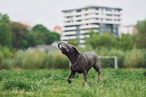 Preview: Running on the grass. Portrait of dog with short black fur that is having a walk outdoors