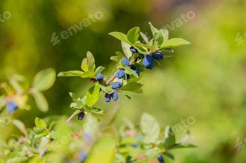 Preview: Ripe honeysuckle berries hang on a branch