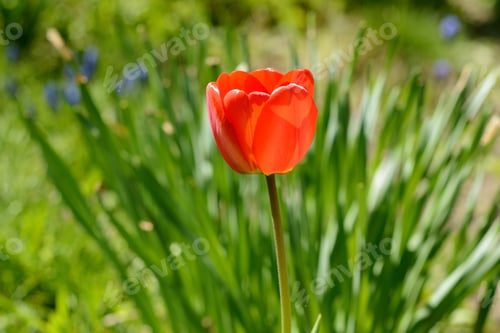 Preview: Tulip of red color