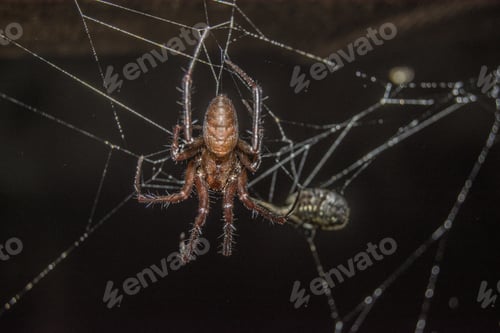 Preview: Macro shot of a spider on a web