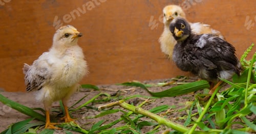 Preview: little chickens are walking on the grass.animals.chicken.