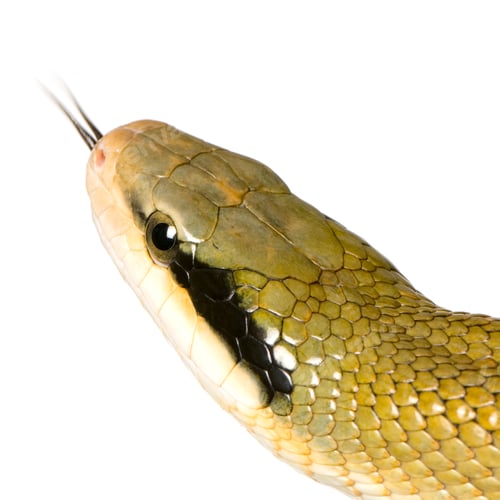 Preview: Rat snake