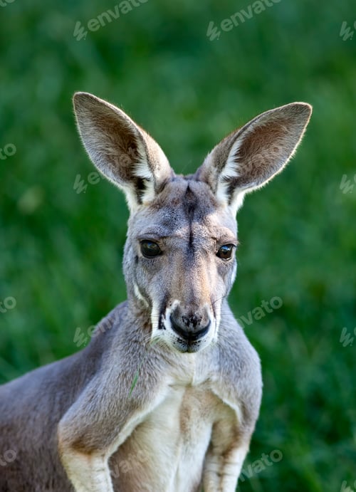 Preview: Red Kangaroo