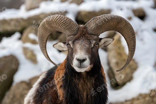 Preview: Mouflon, Ovis orientalis, forest horned animal in nature habitat