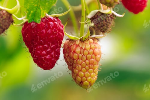 Preview: Closeup shot of raspberries ripening on a blurred background
