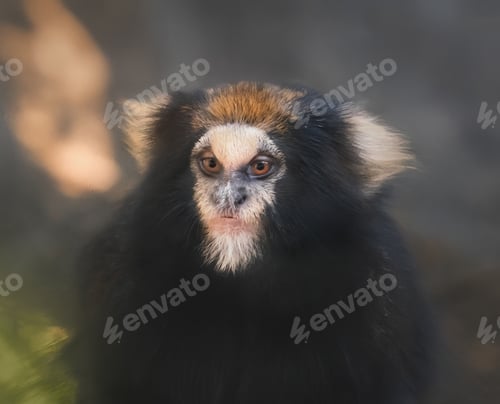 Preview: Buffy-tufted marmoset monkey (Callithrix aurita)