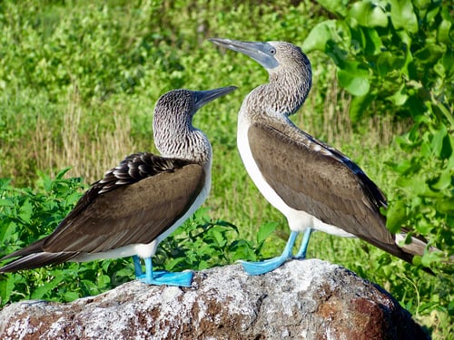Preview: Blue Footed Boobies on the Galápagos Islands.