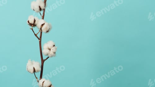 Preview: Cotton branch. Real delicate soft and gentle natural white cotton balls flower