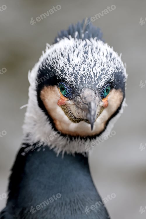 Preview: Close up shot of great cormorant (Phalacrocorax carbo)