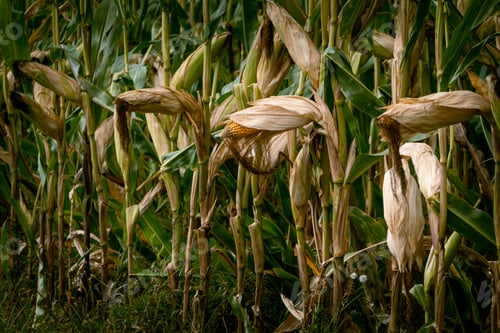 Preview: Ripening corn cobs on a plantation before harvest, agricultural background in late summer