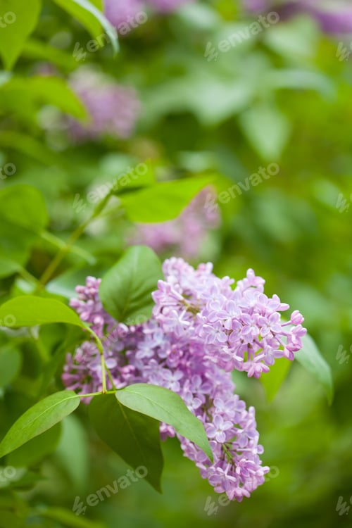 Preview: beautiful lilac flowers in garden
